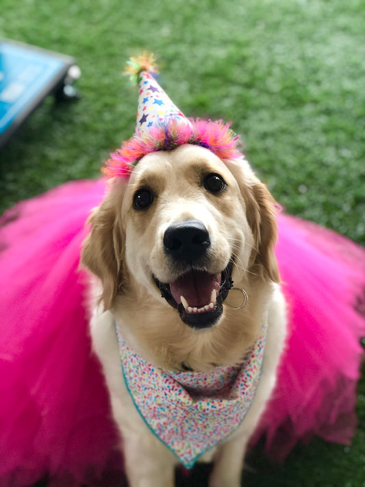 Sugar Adds a Little Sweetness to Life