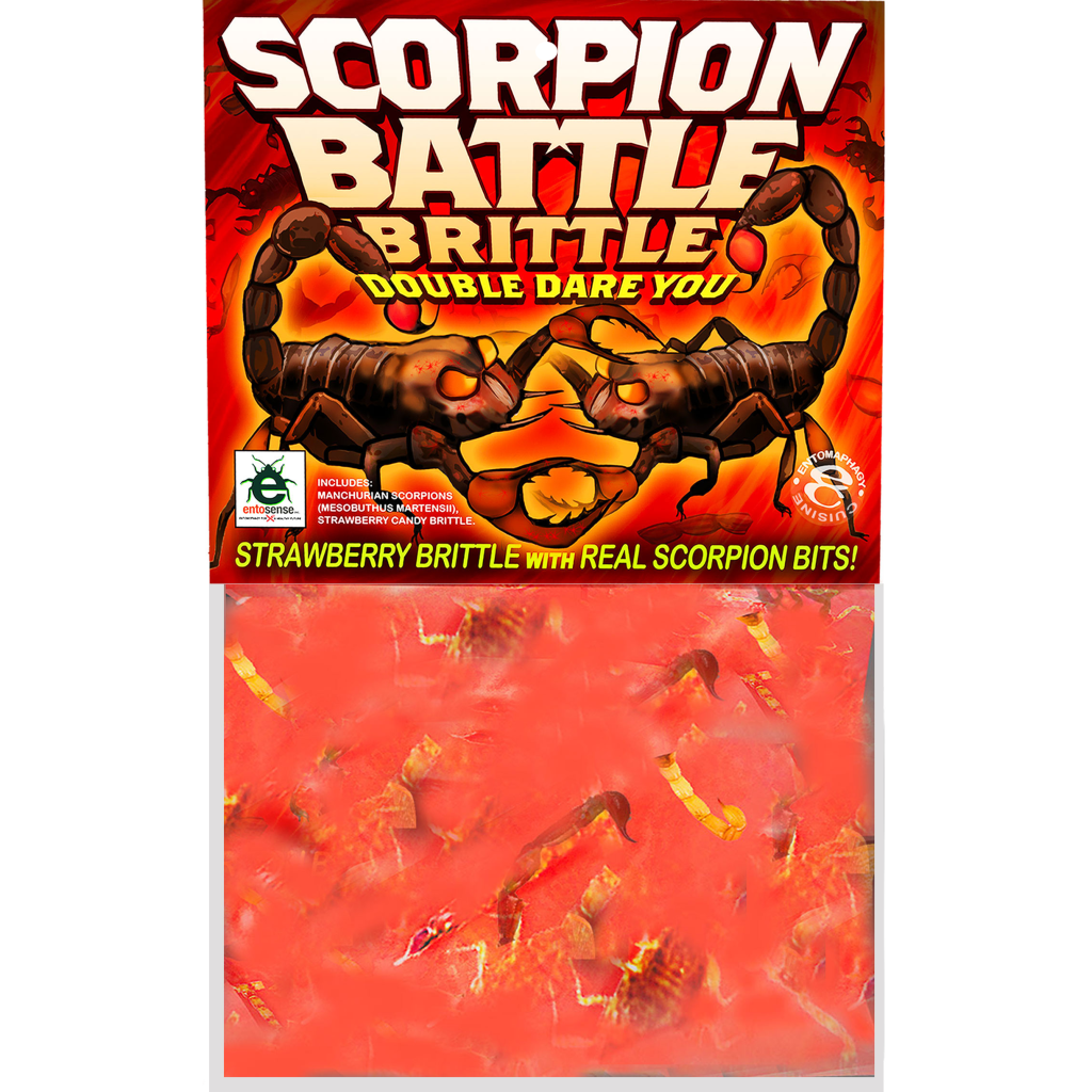 Scorpion Battle Brittle Scorpions